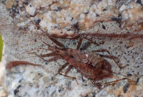 Réf. 330 624 : Himacerus apterus